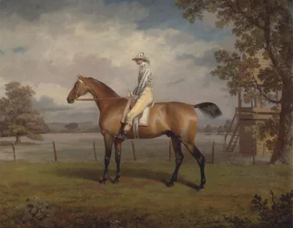 Portrét dostihového koně, možná přestrojení, majetek vévody z Hamiltonu, s Jockey Up