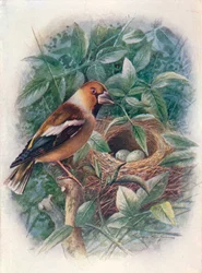 Dluh obecný - Coccothraustes vulgaris, c1910, 1910