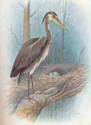 Volavka - Ardea cinerea, c1910, 1910