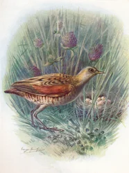 Landrail neboli chřástal polní - Crex pratensis, c1910, 1910