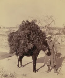 Oslík nesoucí náklad kořenů a větviček na palivo, Palestina, cca 1900 (foto))