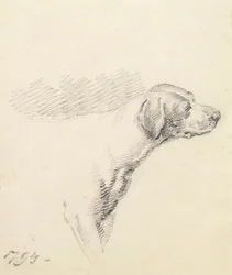 Studie psa, 1794