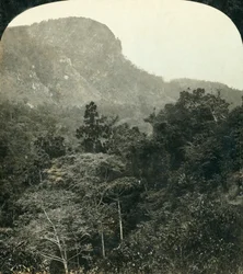 Tropická vegetace v Barron River Gorge,...Cairns, Queensland, Austrálie, c1909.