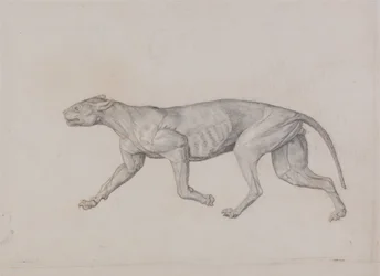 Srovnávací anatomický výklad stavby lidského těla s tělem tygra a běžné drůbeže:  Tělo leoparda, boční pohled