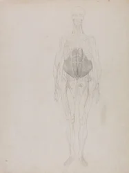 Srovnávací anatomický výklad stavby lidského těla s tělem tygra a běžné drůbeže: (z velké části v obrysech).