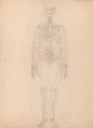 Srovnávací anatomický výklad stavby lidského těla s tělem tygra a běžné drůbeže: Lidská kostra, přední pohled