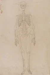 Srovnávací anatomický výklad stavby lidského těla s tělem tygra a běžné drůbeže: Lidská kostra, přední pohled