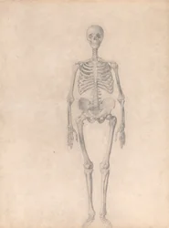 Srovnávací anatomický výklad stavby lidského těla s tělem tygra a běžné drůbeže: (Dokončená studie k tabulce I)