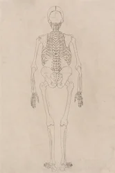 Srovnávací anatomický výklad stavby lidského těla s tělem tygra a běžné drůbeže: Lidská kostra, zadní pohled (Vztahuje se k tabulce II)