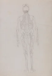 Srovnávací anatomický výklad stavby lidského těla s tělem tygra a běžné drůbeže: (Náčrt klíčové postavy zobrazující závěrečnou fázi pitvy)