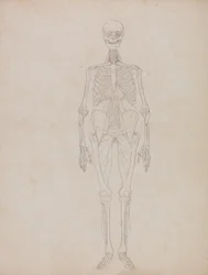 Srovnávací anatomický výklad stavby lidského těla s tělem tygra a běžné drůbeže:  Obrázek člověka, pohled zepředu (náčrt)