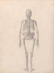 Srovnávací anatomický výklad stavby lidského těla s tělem tygra a běžné drůbeže: (Dokončená studie k tabulce II)