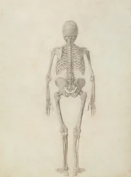 Srovnávací anatomická expozice stavby lidského těla se stavbou tygra a drůbeže: Lidská kostra, pohled zezadu