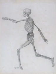 Srovnávací anatomická expozice stavby lidského těla se stavbou tygra a slepice obecné: Lidská postava, boční pohled, 1795-1806