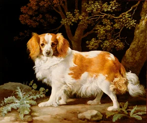 Játra a bílý španěl King Charles v zalesněné krajině