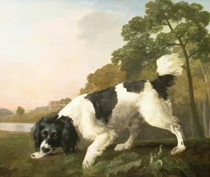 Španěl v krajině, 1771