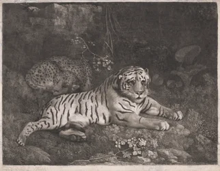 Tygr a spící leopard