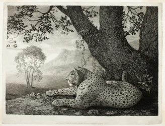 Tyger (Leopard u stromu)