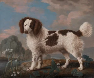 Hnědobílý Norfolk nebo vodní španěl, 1778.