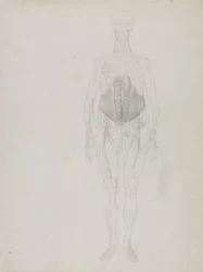 Lidská postava, pohled zepředu, z „Srovnávací anatomické expozice stavby lidského těla s tygrem a drůbeží“