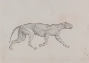 Leopardí Tělo, Boční Pohled
