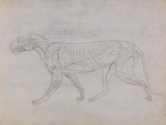 Studie tygra, boční pohled, z komparativní anatomické expozice stavby lidského těla s tygrem a slepicí, kolem 1795-1806 (grafit a inkoust na kazetovém papíru)