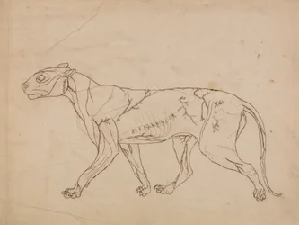 Studie tygra, laterální pohled, z komparativní anatomické expozice stavby lidského těla s tygrem a drůbeží, 1795-1806 (grafit na silném tkaném papíru)