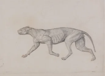 Studie tygra, boční pohled, z komparativní anatomické expozice stavby lidského těla s tygrem a drůbeží, 1795-1806 (grafit s červenou křídou na tenkém tkaném papíře