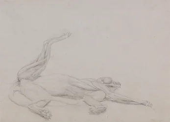 Studie ležícího tygra, při pohledu ventrálně, ze srovnávací anatomické expozice stavby lidského těla se strukturou tygra a slepice, 1795-1806 (grafit na tenkém tkaném papíře