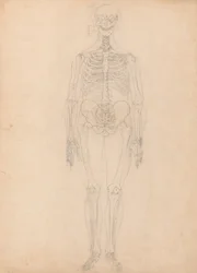 Studie lidské postavy, pohled zepředu, diagram pro klíč k tabulce I, ze srovnávací anatomické expozice stavby lidského těla s tygrem a slepicí, kolem 1795-1806 (g