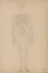 Studie lidské postavy, přední pohled, ze Srovnávacího anatomického výkladu stavby lidského těla s tygrem a ptákem, asi 1795-1806 (grafit na papíře)