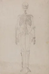Studie lidské postavy, pohled zepředu, z komparativní anatomické expozice struktury lidského těla se strukturou tygra a slepice, kolem 1795-1806 (grafit a inkoust na papíře)