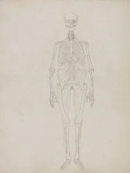 Studie lidské postavy, pohled zepředu, z „Srovnávací anatomické expozice struktury lidského těla se strukturou tygra a slepice obecné“, asi 1795-1806 (grafit a inkoust na papíře)