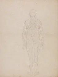 Studie lidské postavy, pohled zezadu, ze srovnávací anatomické expozice stavby lidského těla s tygrem a slepicí, kolem 1795-1806 (grafit na patronovém papíru)