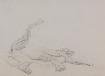 Tělo tygra, ležící, při pohledu ventrálně