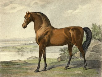 Arab Warren Hastings