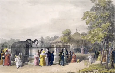 Sloninec v zoologických zahradách, Regent