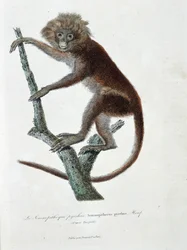 Natural History Tale: Zoologická deska zobrazující Semnopitheque pyrrhus; Semnopithecus pyrrhus (z Horsfield) - v „“ Completely Works of Buffon“ od přírodovědce Georgese Louise Leclerca, hraběte z Buffonu (1707 - 1788). Rytina z roku 1837.