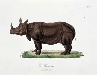 Přírodovědná deska: Zoologická tabule představující Le Rhinoceros - v „“Completes of Buffon”” od přírodovědce Georgese Louise Leclerca, hraběte z Buffonu (1707 - 1788). Rytina z roku 1837.