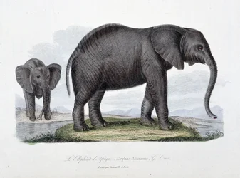Natural History Tale: Zoologická tabule představující slona afrického; Elephas Africanus – v „“Dokončení Buffonu”” od přírodovědce Georgese Louise Leclerca, hraběte z Buffonu (1707 - 1788). Rytina z roku 1837.