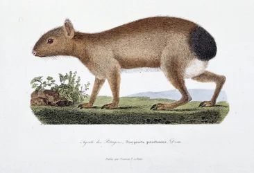 Přírodovědná deska: Zoologická tabule představující Agouti des Patagons, Dasyprocta patachonica – v „“Úplně Buffonových dílech”” od přírodovědce Georgese Louise Leclerca, hraběte z Buffonu (1707-1788). Rytina z roku 1837.