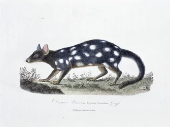 Přírodovědná deska: Zoologická tabule představující Dasyure Viverrin, Dasyurus Viverrinus - v „“ Completely Works of Buffon”” od přírodovědce Georgese Louise Leclerca, hraběte z Buffonu (1707 - 1788). Rytina z roku 1837.