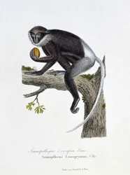 Přírodovědná deska: Zoologická tabule představující White Rump Semnopitheque, Semnopithecus Leucoprymnus, Otto - v „“Completes of Buffon”” od přírodovědce Georgese Louise Leclerca, hraběte z Buffonu (1707 - 1788). Rytina z roku 1837.
