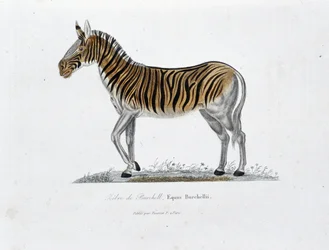 Přírodovědná deska: Zoologická tabule představující zebry z Burchell, Equus Burchellii - v „“ Completely Works of Buffon”” od přírodovědce Georgese Louise Leclerca, hraběte z Buffonu (1707 - 1788). Rytina z roku 1837.