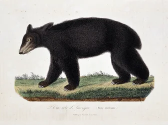 Přírodovědná tabule: zoologická mapa zobrazující amerického baribala (Ursus americanus) - v díle „Buffonovy spisy“ přírodovědce Georgese Louise Leclerca, hraběte de Buffona (1707 - 1788). Rytina z roku 1837.