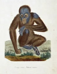 Přírodovědná deska: Zoologická mapa zachycující orang outana (orang outan, orang outang, orang outang), Pithecus satyrus - v „“ Completes of Buffon“ od přírodovědce Georgese Louise Leclerca, hraběte z Buffonu (1707 - 1788). Rytina z roku 1837.