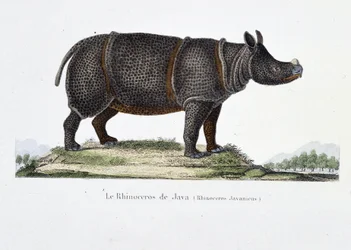 Přírodovědná deska: Zoologická mapa představující nosorožce z Jávy (Rhinoceros Javanicus) - v „“ Completely Works of Buffon”” od přírodovědce Georgese Louise Leclerca, hraběte z Buffonu (1707 - 1788). Rytina z roku 1837.
