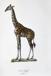 Natural History Plate: Zoologická mapa představující žirafu – v „“Completes of Buffon”” od přírodovědce Georgese Louise Leclerca, hraběte z Buffonu (1707 - 1788). Rytina z roku 1837.