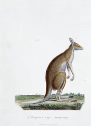 Natural History Tale: Zoologická deska zobrazující červeného klokana v „“Completes of Buffon““ od přírodovědce Georgese Louise Leclerca, hraběte z Buffonu (1707 - 1788). Rytina z roku 1837.