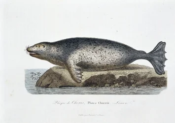 Přírodovědná tabule: Zoologická tabule zobrazující pečeť Chorise, Phoca Chorisii, Lekce - v „Dílech Buffona““ od přírodovědce Georgese Louise Leclerca, hraběte z Buffonu (1707 - 1788). Rytina z roku 1837.
